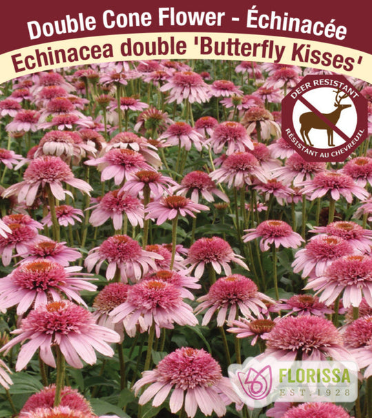 Echinacea - Butterfly Kisses, 1 Pack