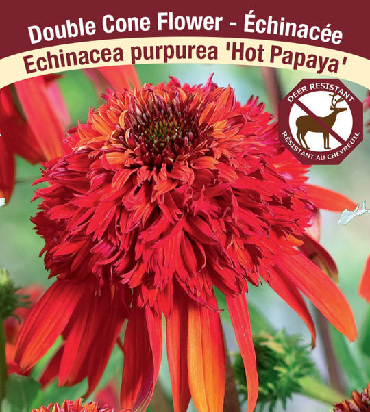 Echinacea - Hot Papaya, 1 Pack