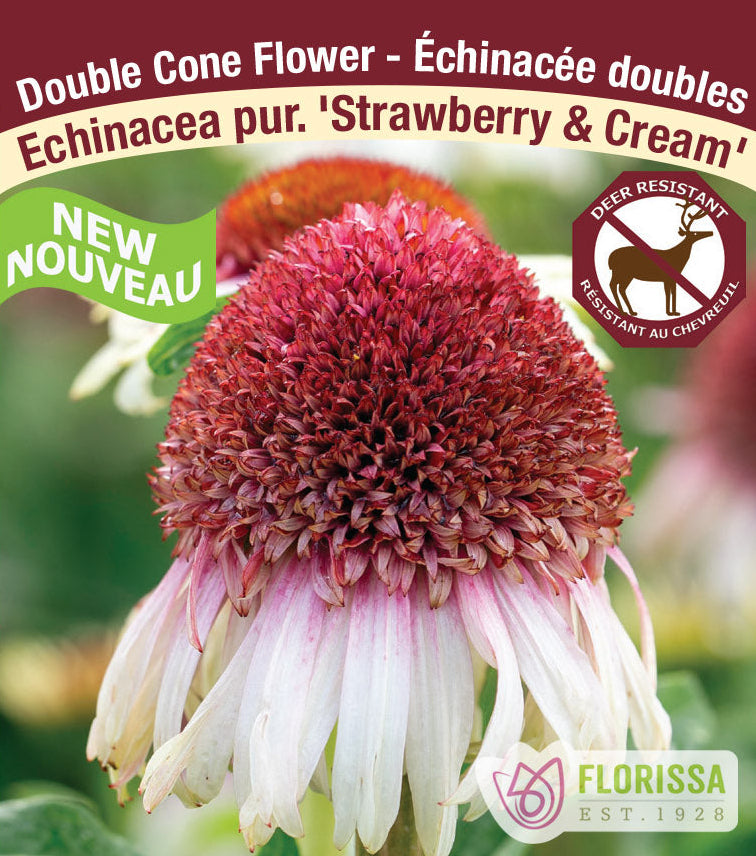 Echinacea - Strawberry & Cream, 1 Pack
