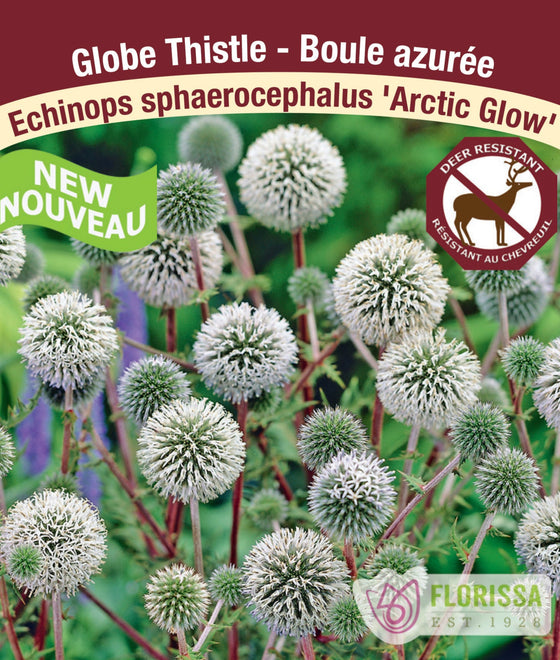 Globe Thistle - Artic Glow, 1 Pack