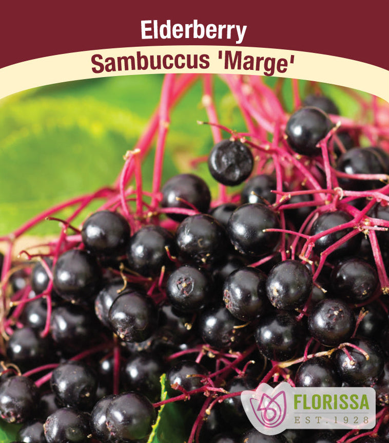 Elderberry - Marge