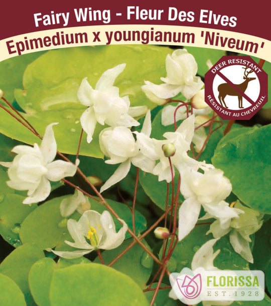 Epimedium - Niveum, 1 Pack