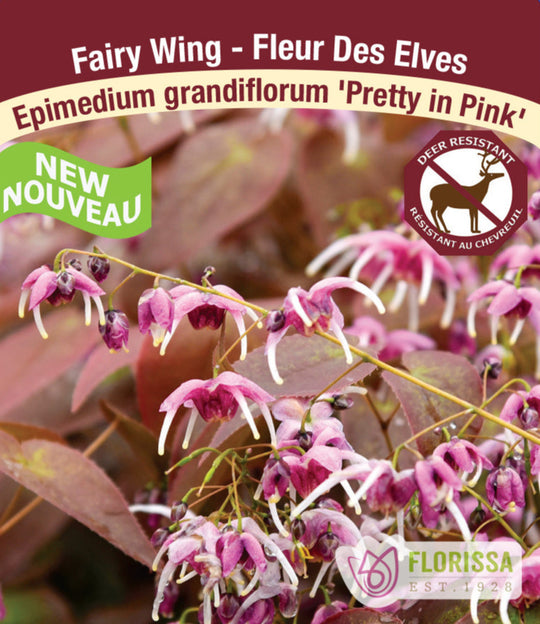 Epimedium - Pretty in Pink, 1 Pack