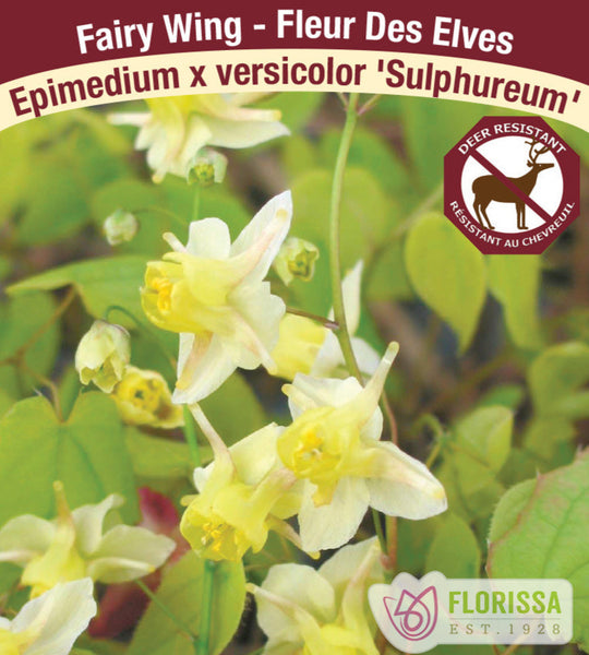 Epimedium - Sulphureum, 1 Pack