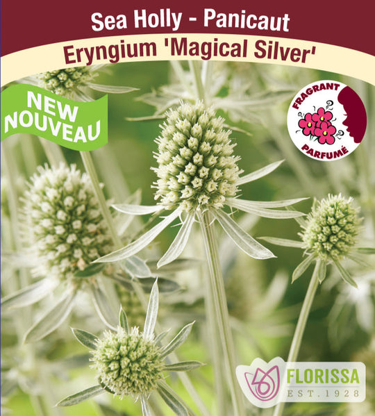 Sea Holly - Magical Silver, 1 Pack