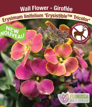 Erysimum - Erysistible Tricolour, 1 Pack