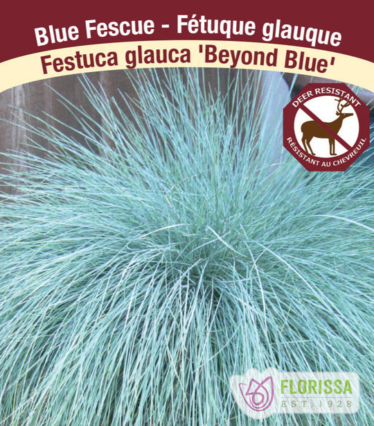 Blue Fescue - Beyond Blue, 1 Pack