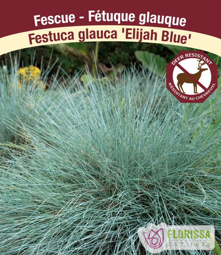 Festuca glauca - Elijah Blue, 1 Pack