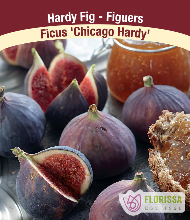 Fig - Chicago Hardy