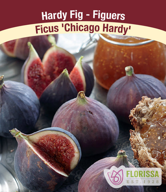 Fig - Chicago Hardy
