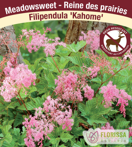 Meadowsweet - Kahome, 1 Pack