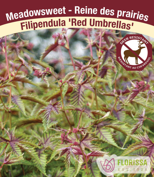 Meadowsweet - Red Umbrellas, 1 Pack