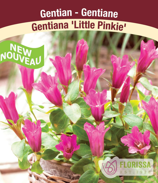 Gentian - Little Pinkie, 1 Pack