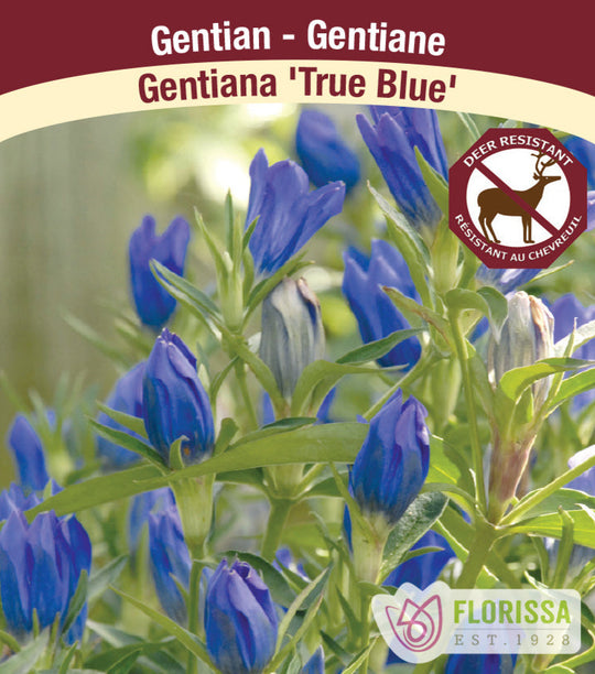 Gentian - True Blue, 1 Pack