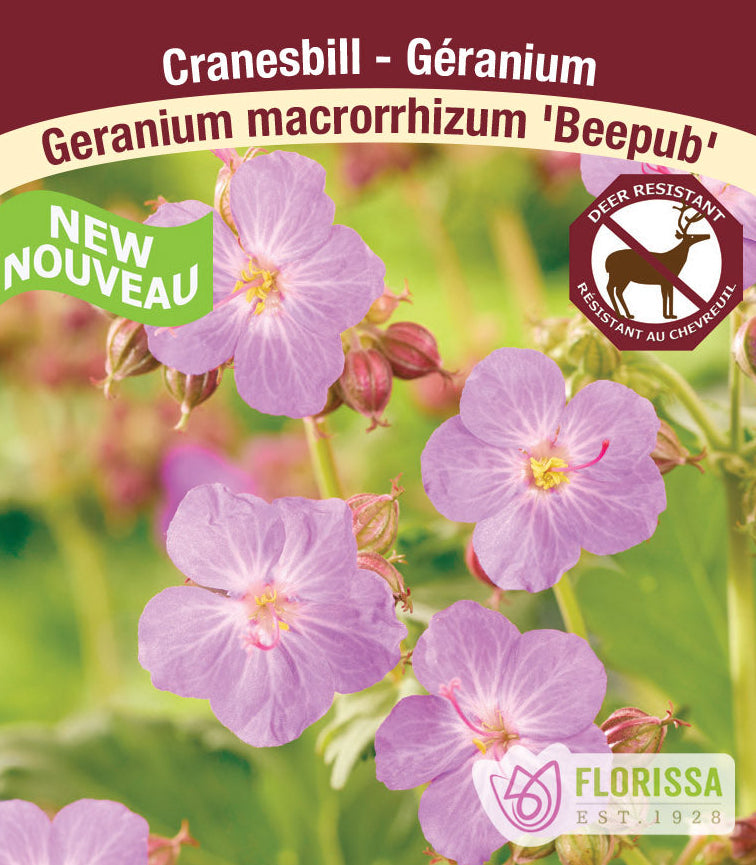 Geranium macrorrhhizum - Beepub, 1 Pack