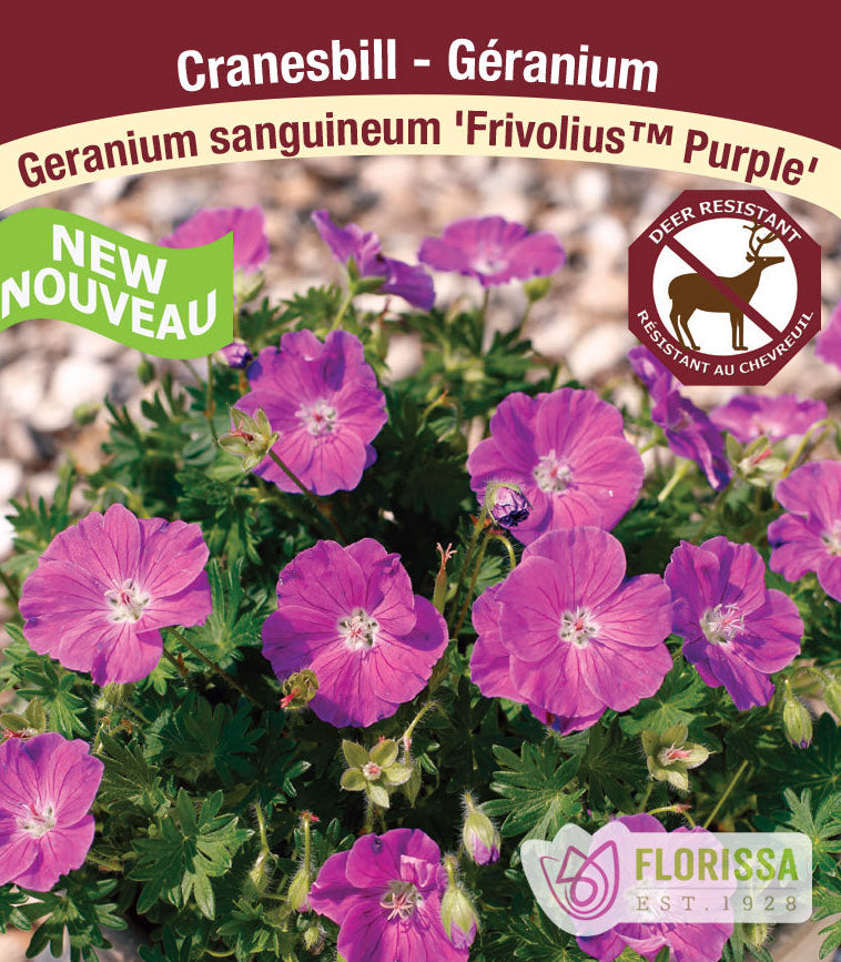 Geranium sanguineum - Frivolius Purple, 1 Pack