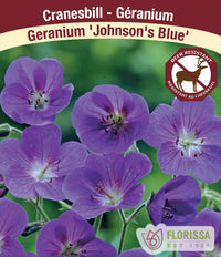 Geranium - Johnson's Blue, 1 Pack