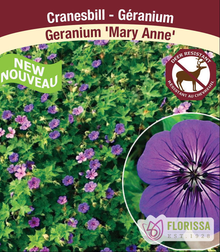 Geranium - Mary Anne, 1 Pack