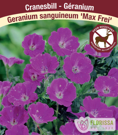 Geranium - Max Frei, 1 Pack