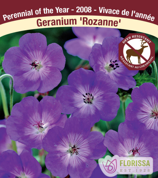 Geranium - Rozanne, 1 Pack