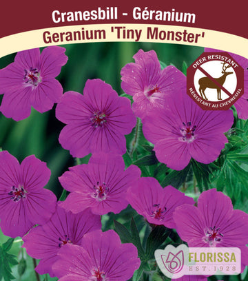 Geranium - Tiny Monster, 1 Pack
