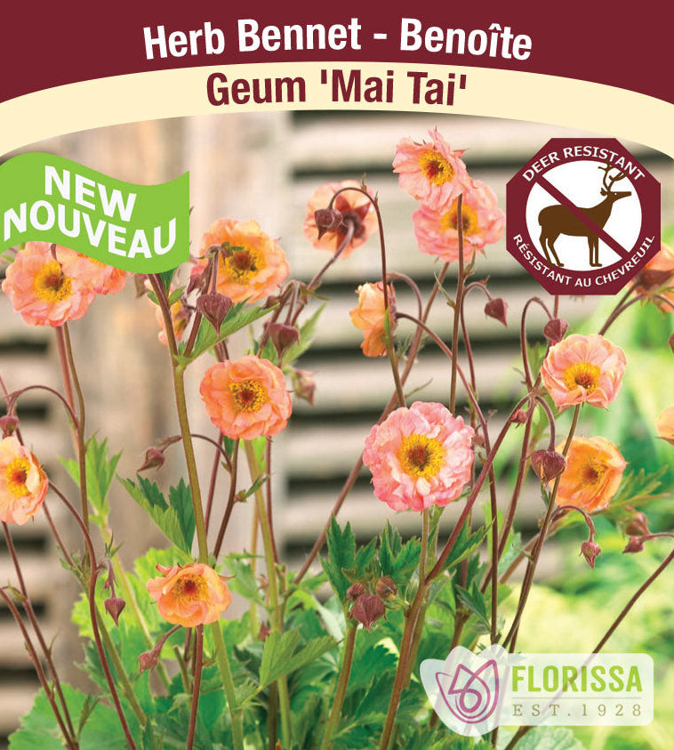 Geum - Mai Tai, 1 Pack