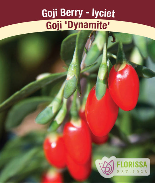 Goji Berry - Dynamite