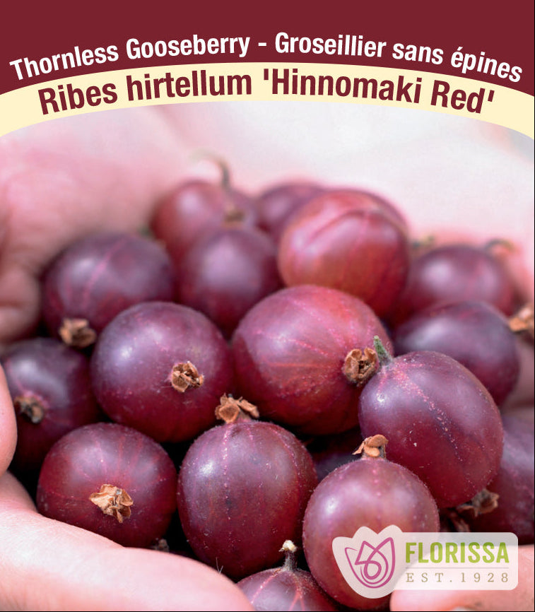 Gooseberry - Hinnomaki Red