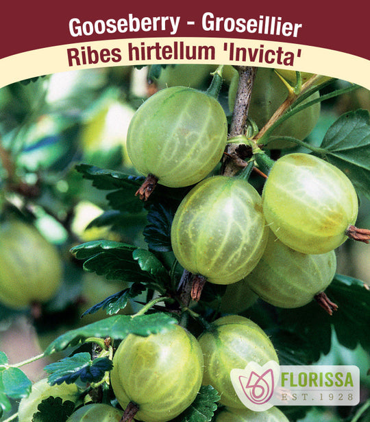 Gooseberry - Invicta