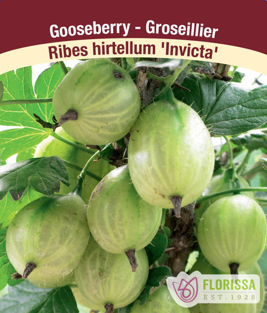 Gooseberry - Invicta