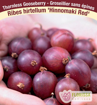 Gooseberry - Hinnomaki Red