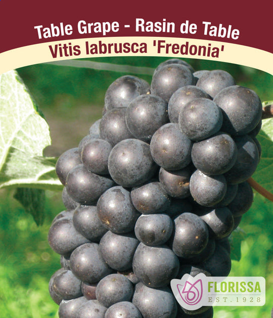 Grape - Fredonia