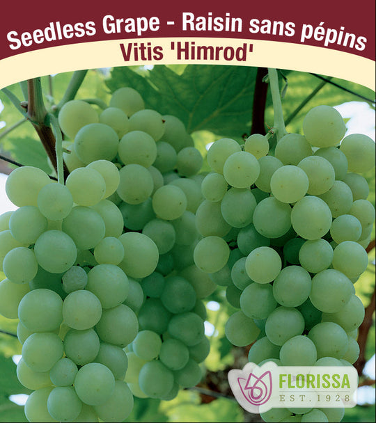 Grape - Himrod, Seedless