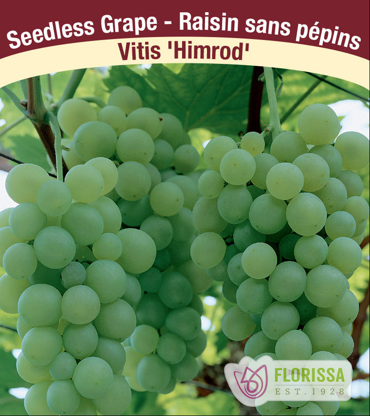 Grape - Himrod, Seedless