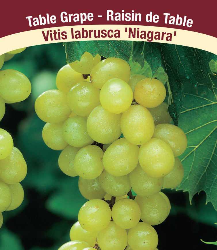 Grape - Niagara