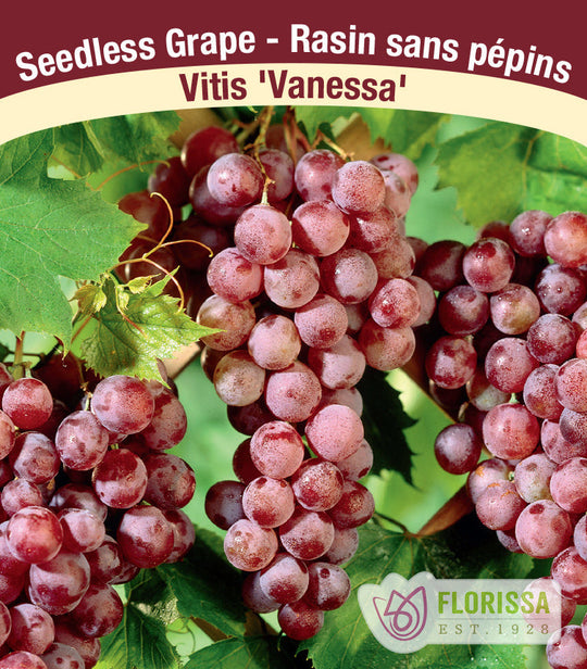 Grape - Vanessa, Seedless