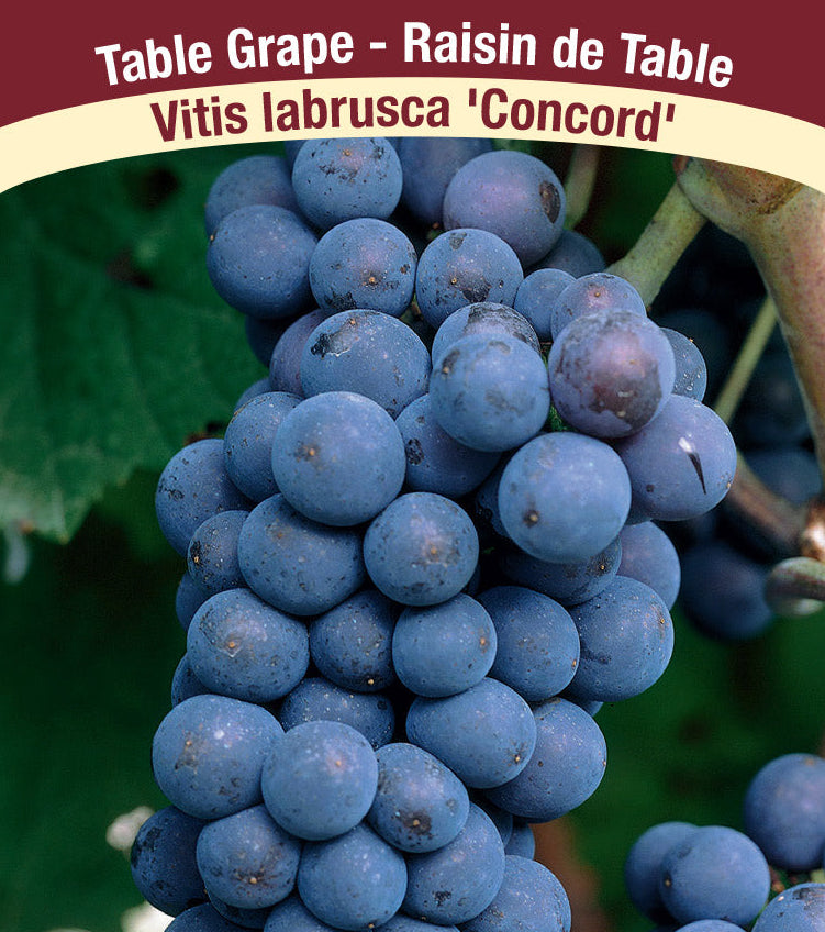 Grape - Concord