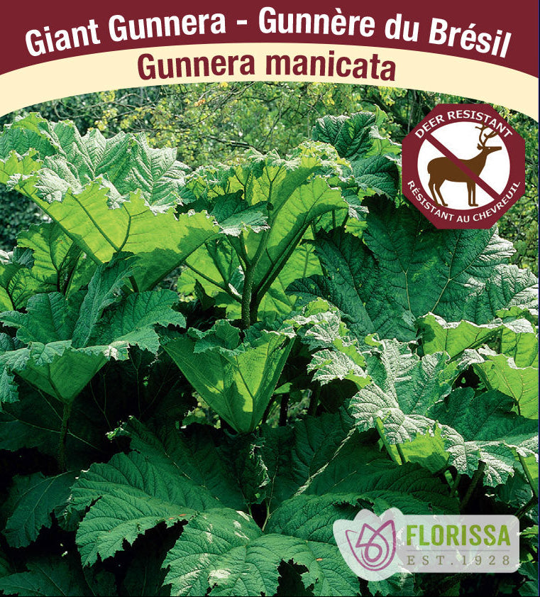 Gunnera manicata, 1 Pack