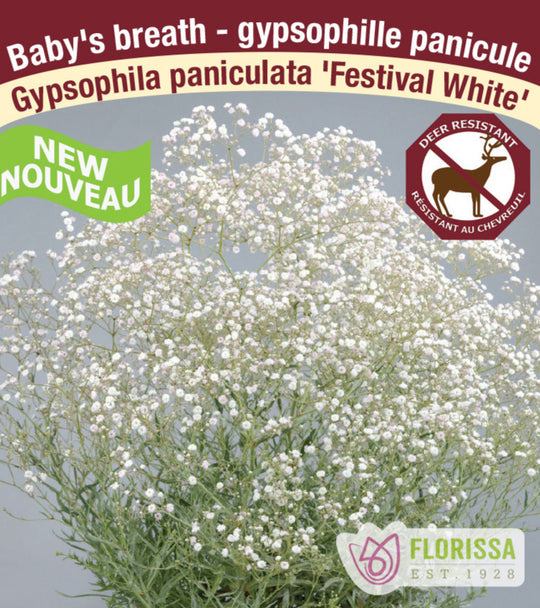 Baby's Breath - Festival White, 1 Pack