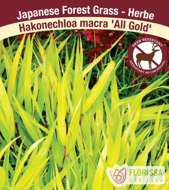 Japanese Forest Grass - All Gold, 1 Pack
