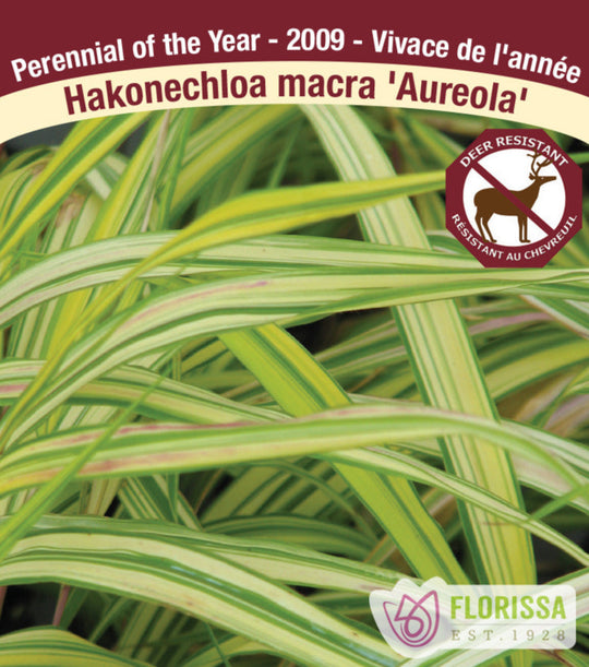 Japanese Forest Grass - Aureola, 1 Pack