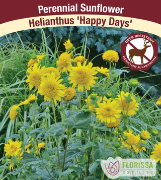 Perennial Sunflower - Happy Days, 1 Pack