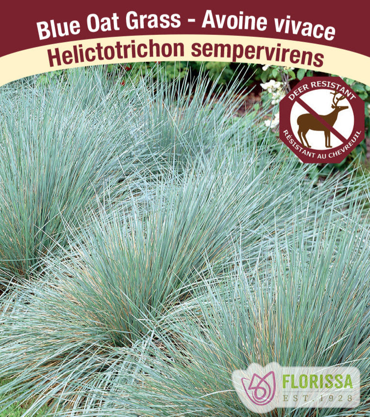 Helictotrichon - sempervirens, 1 Pack
