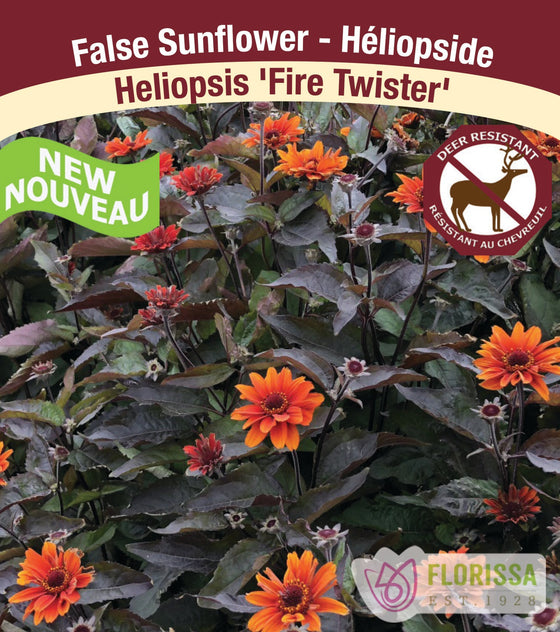 False Sunflower - Fire Twister, 1 Pack