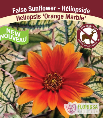 False Sunflower - Orange Marble, 1 Pack