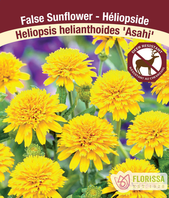 False Sunflower - Asahi, 1 Pack
