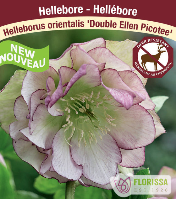 Hellebore - Double Ellen Picotee, 1 Pack