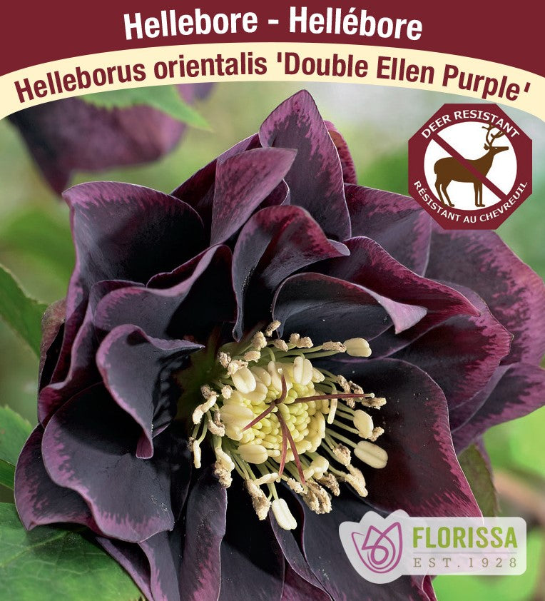 Helleborus - Double Ellen Purple