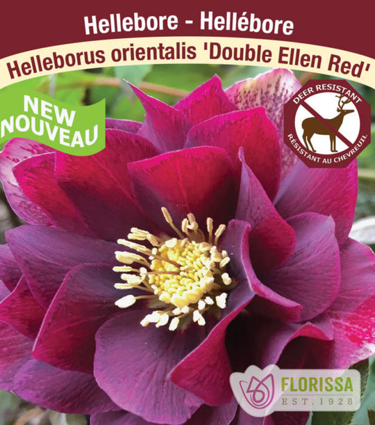 Hellebore - Double Ellen Red, 1 Pack