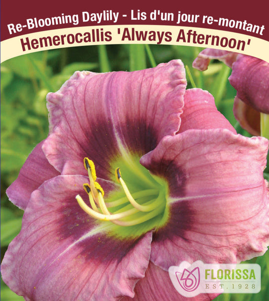 Daylily - Always Afternoon, 1 Pack